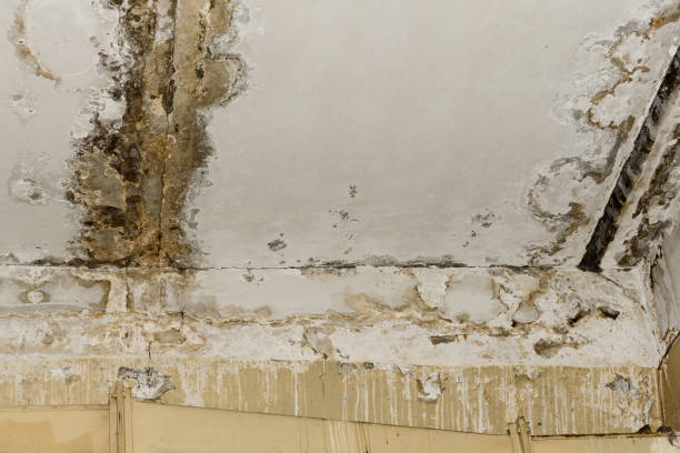 Best Forensic Mold Investigation  in Pennsburg, PA