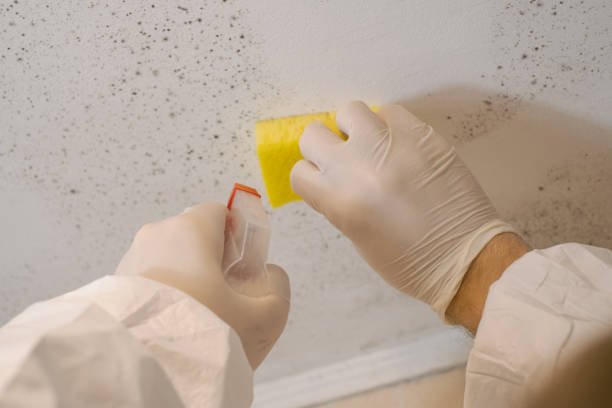 Professional Mold Inspection, Removal & Remediation in Pennsburg, PA